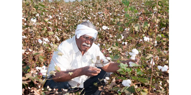 Cotton Farmers to Receive ₹255 Crore in Insurance Claims